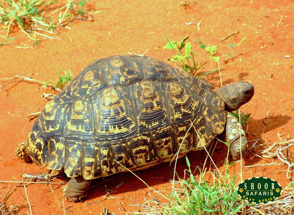 A tortoise pictured by the road in Ambosel